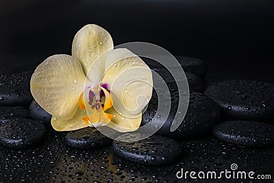 Beautiful spa still life with yellow flower orchid, phalaenopsis and zen stones with drops on black background , closeup Stock Photo