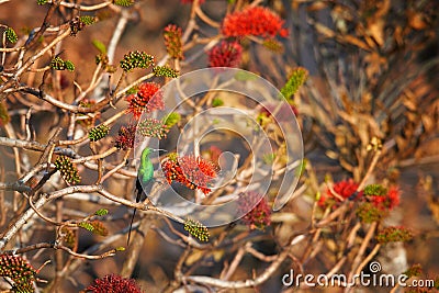 Beautiful, sparkling green african bird, Malachite sunbird, Nectarinia famosa, male perched on red flowering bush, lit by early Stock Photo