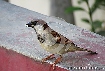 Beautiful sparrow having food with details Stock Photo