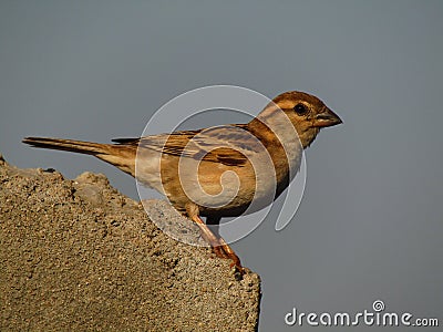 Beautiful sparrow on stone. Stock Photo