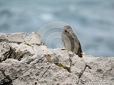 Beautiful sparrows of great beauty and nice color mugging for the camera Stock Photo