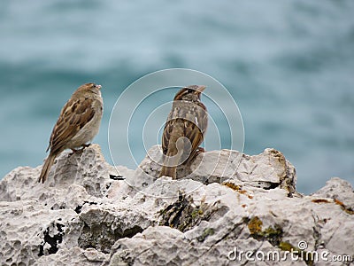 Beautiful sparrows of great beauty and nice color mugging for the camera Stock Photo