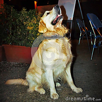 beautiful specimen of domestic dog waiting for the arrival of the ball thrown by the owner. Stock Photo