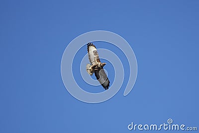 beautiful specimen of eagle Stock Photo