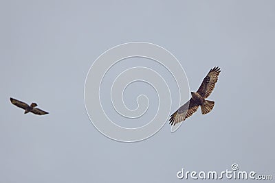 beautiful specimen of eagle Stock Photo