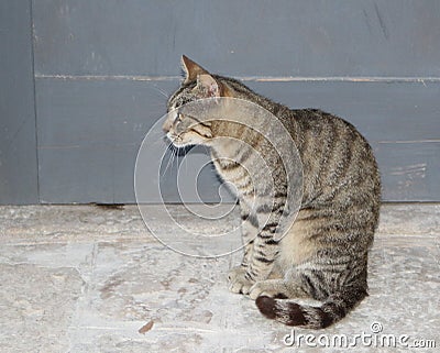 Beautiful specimen of European cat Stock Photo