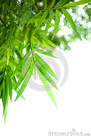 Beautiful specimen of Japanese bamboo Stock Photo