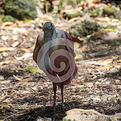 Beautiful specimen of a pink spatula bird that looks like a pelican on the bank of a river in the tropical jungle of the Mayan Stock Photo