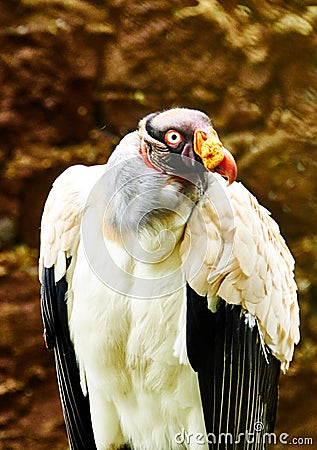 Perched on its shelter is this royal condor, displaying its majestic feathers Stock Photo