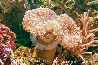 Beautiful specimen of Sarcophyton coral Stock Photo