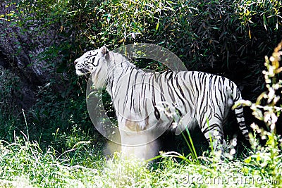 A rare white tiger Stock Photo