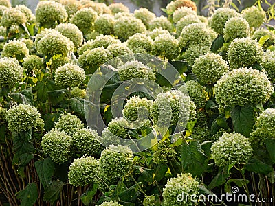 Beautiful spherical light green autumn flowers in the flowerbed Stock Photo