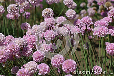 Armeria maritima Rosea flowers in a garden Stock Photo