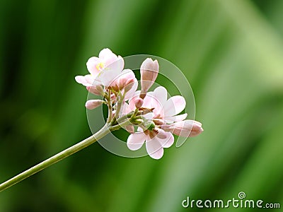 Beautiful spicy jatropha integerrima in garden nature background Stock Photo