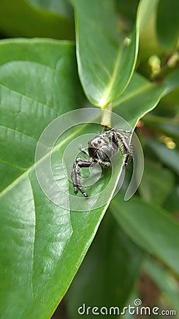 Beautiful spider eyes - Nature Concept Stock Photo