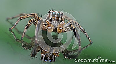 Beautiful Spider on glass, Jumping Spider in Thailand Stock Photo