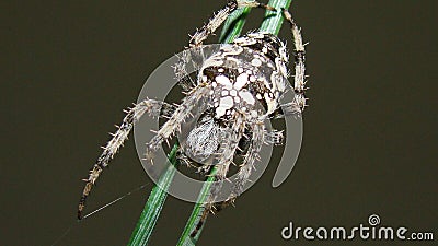 Beautiful Spider | Pine Stock Photo