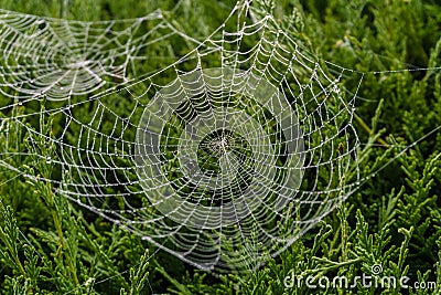 Beautiful spiderweb covered in glistening drops of dew on green tree in the background. Stock Photo