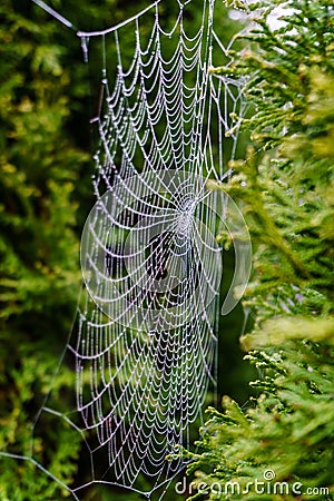 Beautiful spiderweb covered in glistening drops of dew on green tree in the background. Stock Photo