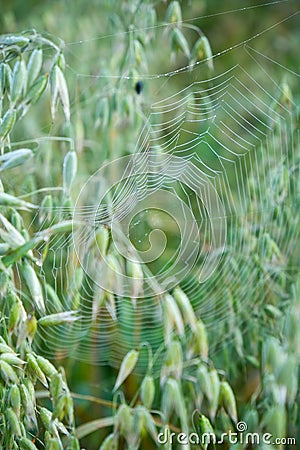 The beautiful spiderweb with the dew drops in the grass in the early morning Stock Photo