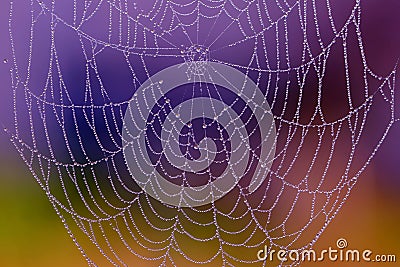 Spiderweb with dew drops Stock Photo