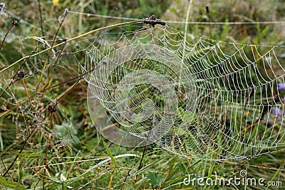 Beautiful spiderweb with dew outdoors in morning Stock Photo