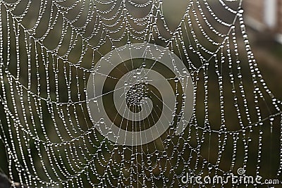 Beautiful spiderweb with morning dew outdoors, closeup Stock Photo