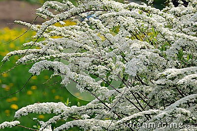 Beautiful Spiraea (Meadowsweet) Shrub with Flowers Stock Photo