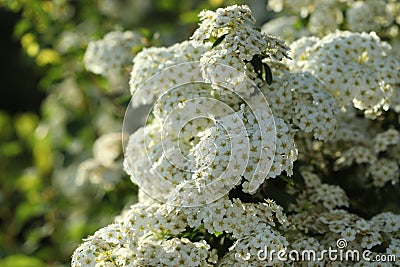 Beautiful spiraea shrub with white blossom on sunny day, closeup Stock Photo