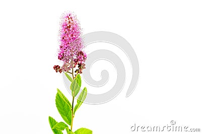 Beautiful spiraea x billiardii flower isolated Stock Photo