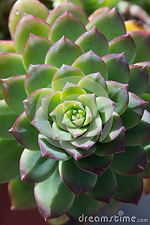 Beautiful spiral cactus flower closeup photography fibonacci sequence Stock Photo