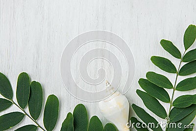 Beautiful Spiral Sea Shell Locust Tree Branches with Green Leave Stock Photo