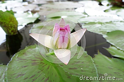 Beautiful spiritual start blooming lotus. Stock Photo