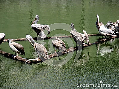 Beautiful Spot-billed pelicans or grey pelicans resting on a lake Stock Photo