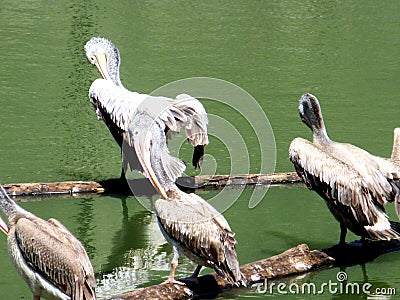 Beautiful Spot-billed pelicans or grey pelicans resting on a lake Stock Photo