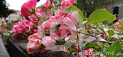 Beautiful spray pink roses by the bench. Flowers lie on a wooden surface. Banner Stock Photo