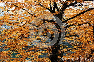Beautiful spreading brightly lit autumn tree branches in golden leaves Stock Photo