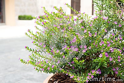 Beautiful spreading bush with small pink flowers. Bright juicy fresh green plants Stock Photo