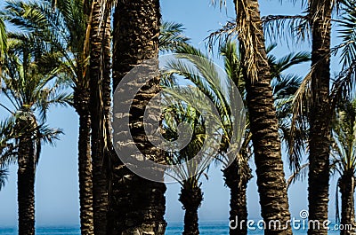 beautiful spreading palm tree, exotic plants symbol of holidays, hot day, big leaves Stock Photo