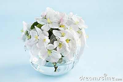 A beautiful sprig of an apple tree with white flowers in a glass vase against a blue background. Blossoming branch in a Stock Photo