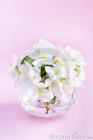 A beautiful sprig of an apple tree with white flowers in a glass vase against a pink background. Blossoming branch in a Stock Photo