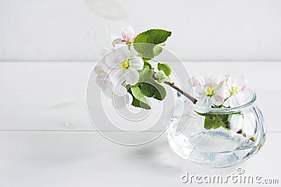A beautiful sprig of an apple tree with white flowers in a glass vase against a white wooden background. Blossoming Stock Photo