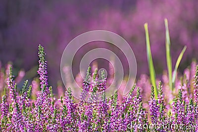 Beautiful sprig of bright lilac heather flowers Stock Photo