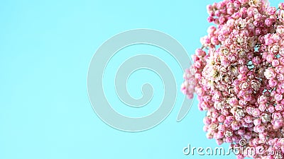 A beautiful sprig pink flowers on a blue background. Stock Photo