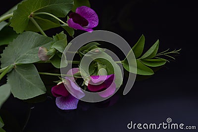 Beautiful sprig of Purple garden peas with water drops with reflection on a black background Stock Photo