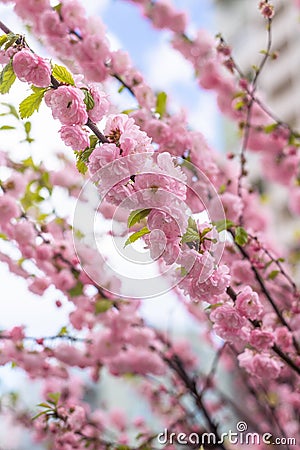 Beautiful sprigs of a blooming terry sakura Stock Photo