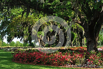 Beautiful Spring Azaleas Stock Photo