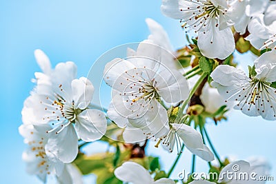 Beautiful spring background, branches of blossoming apricot, white apricot flowers, clear blue sky Stock Photo