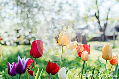 Beautiful spring background with yellow and red tulips against white blossomy cherry trees Stock Photo