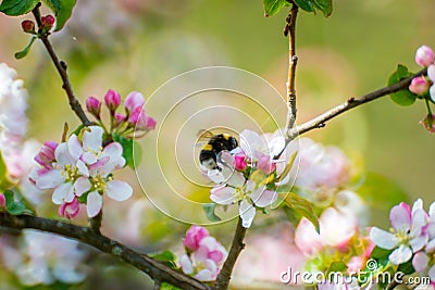 Beautiful spring blooming, bumblebee picking pollen Stock Photo